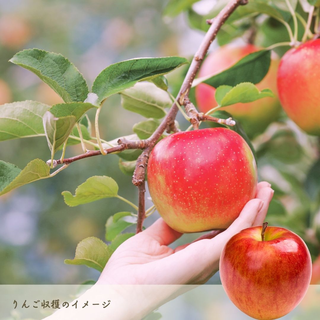 りんご収穫イメージ