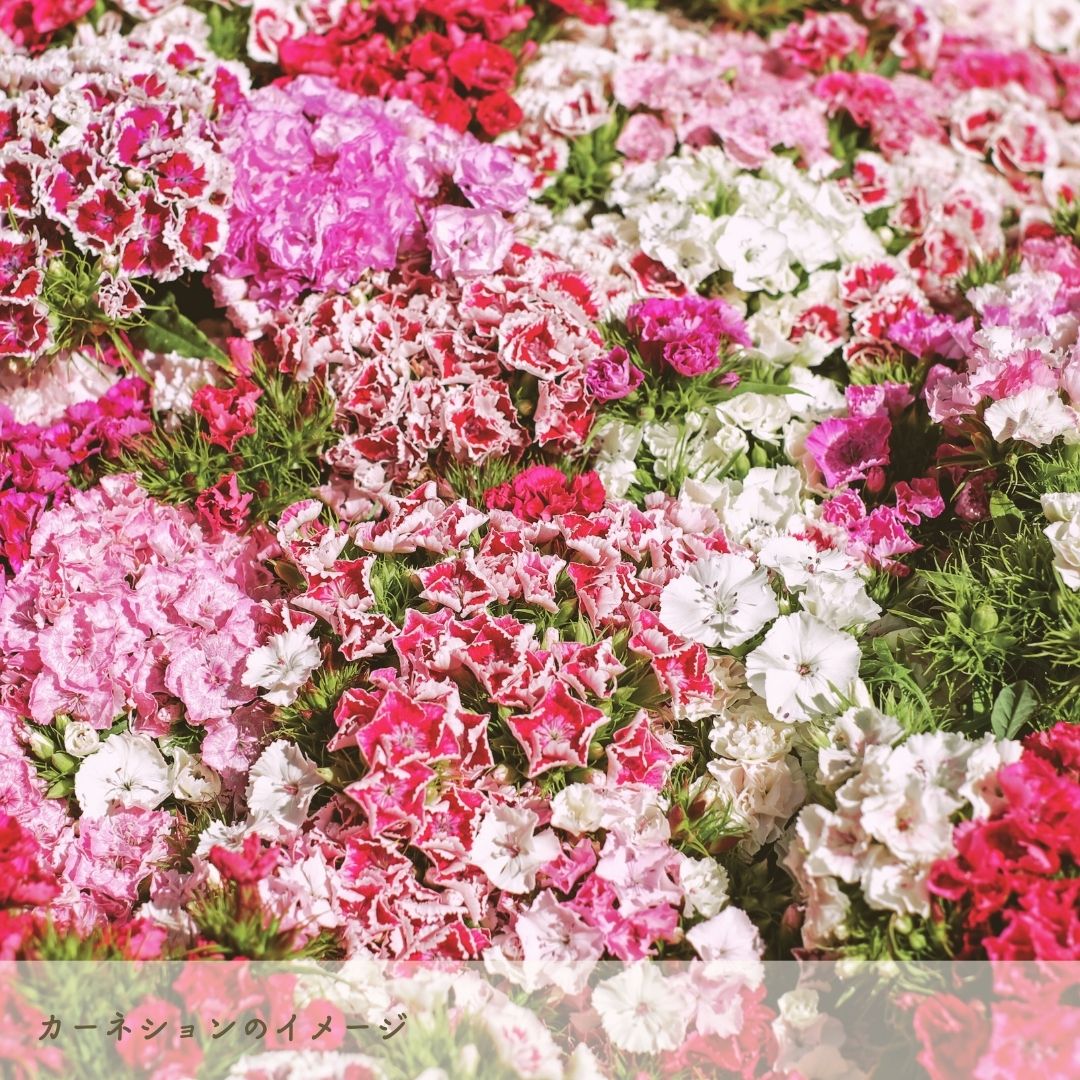 秦野カーネション (1)
