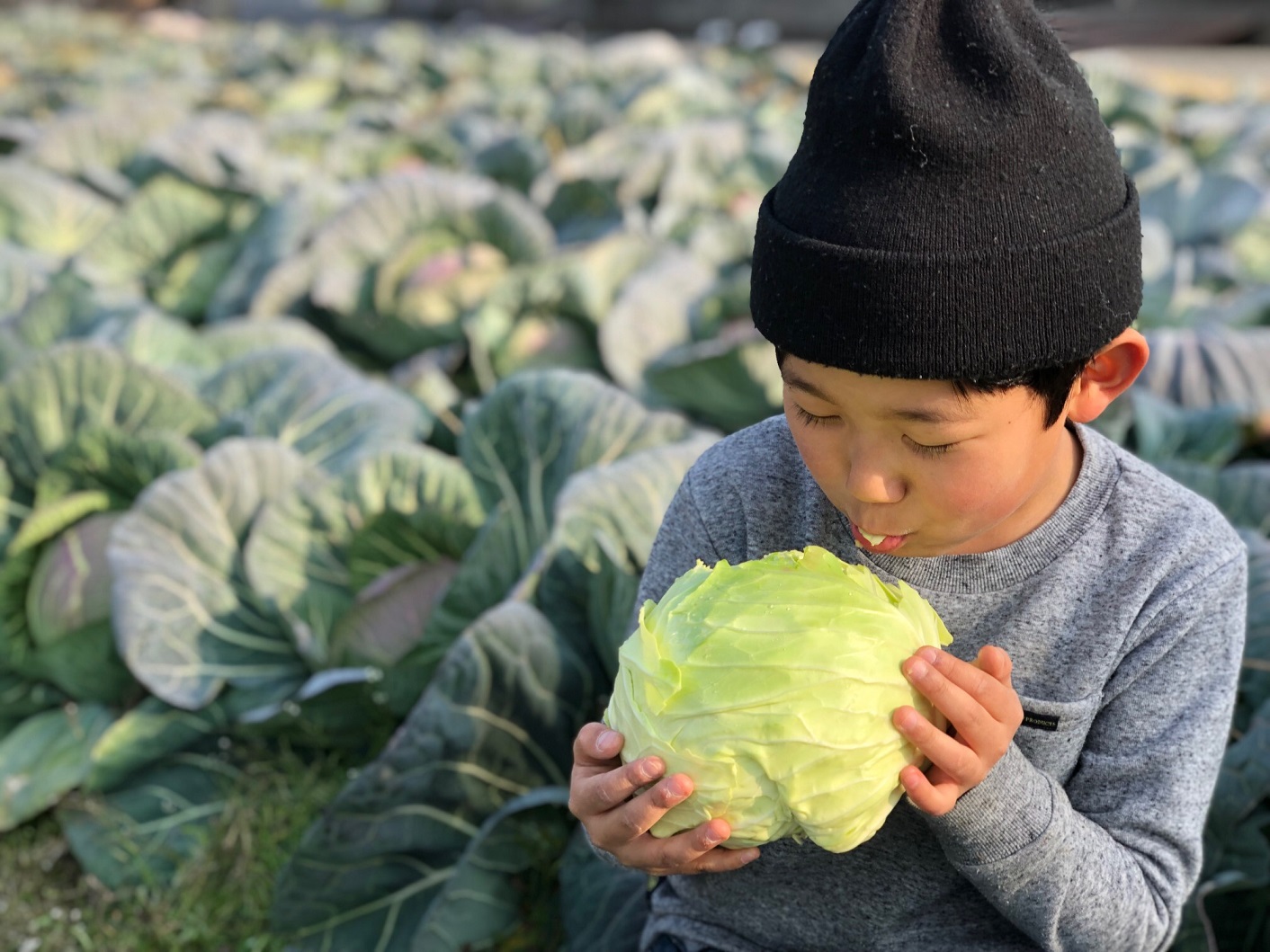 0204泉州キャベツ収穫03_三浦農園提供