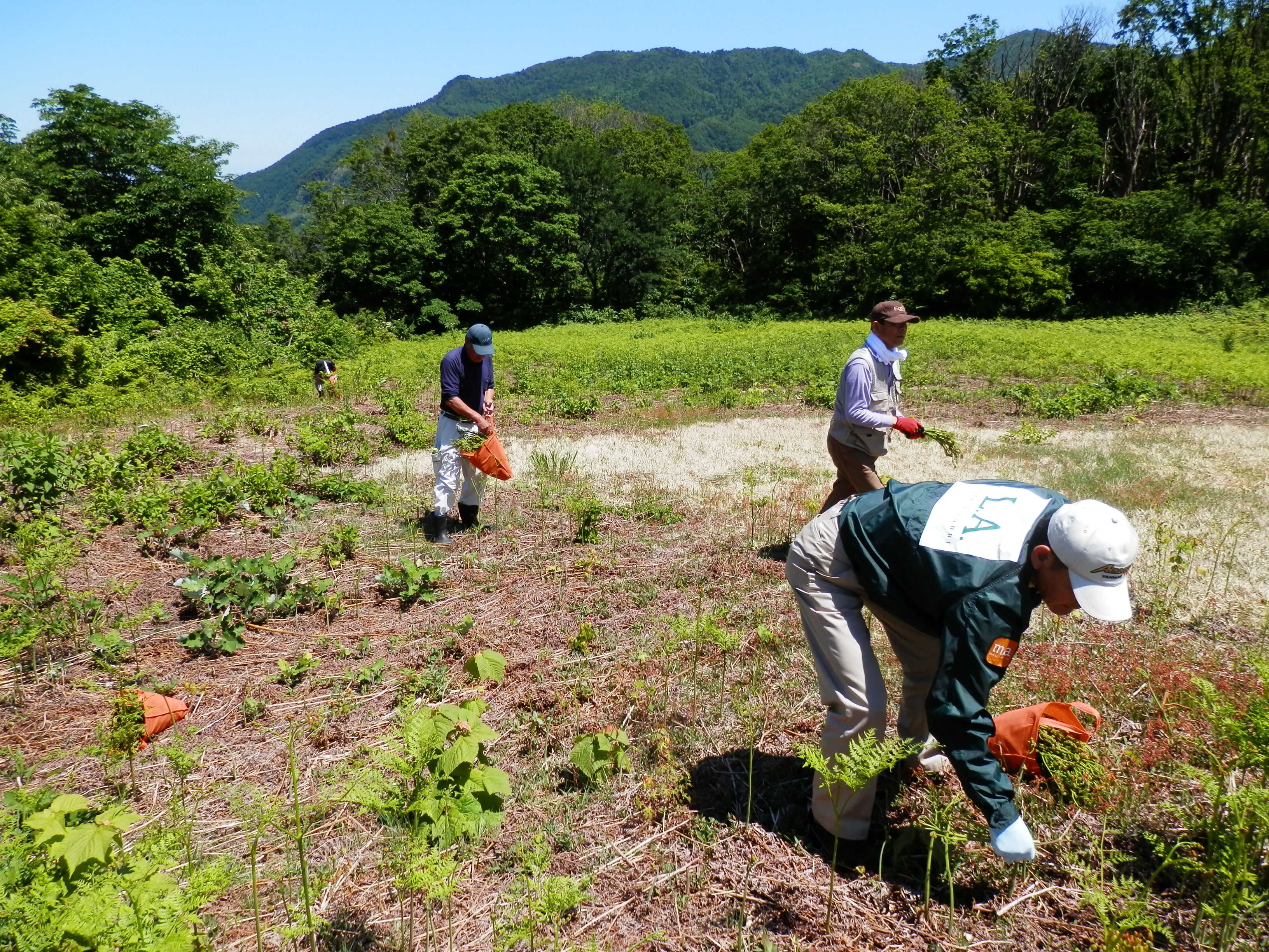 田舎暮らし_山菜狩り.JPG