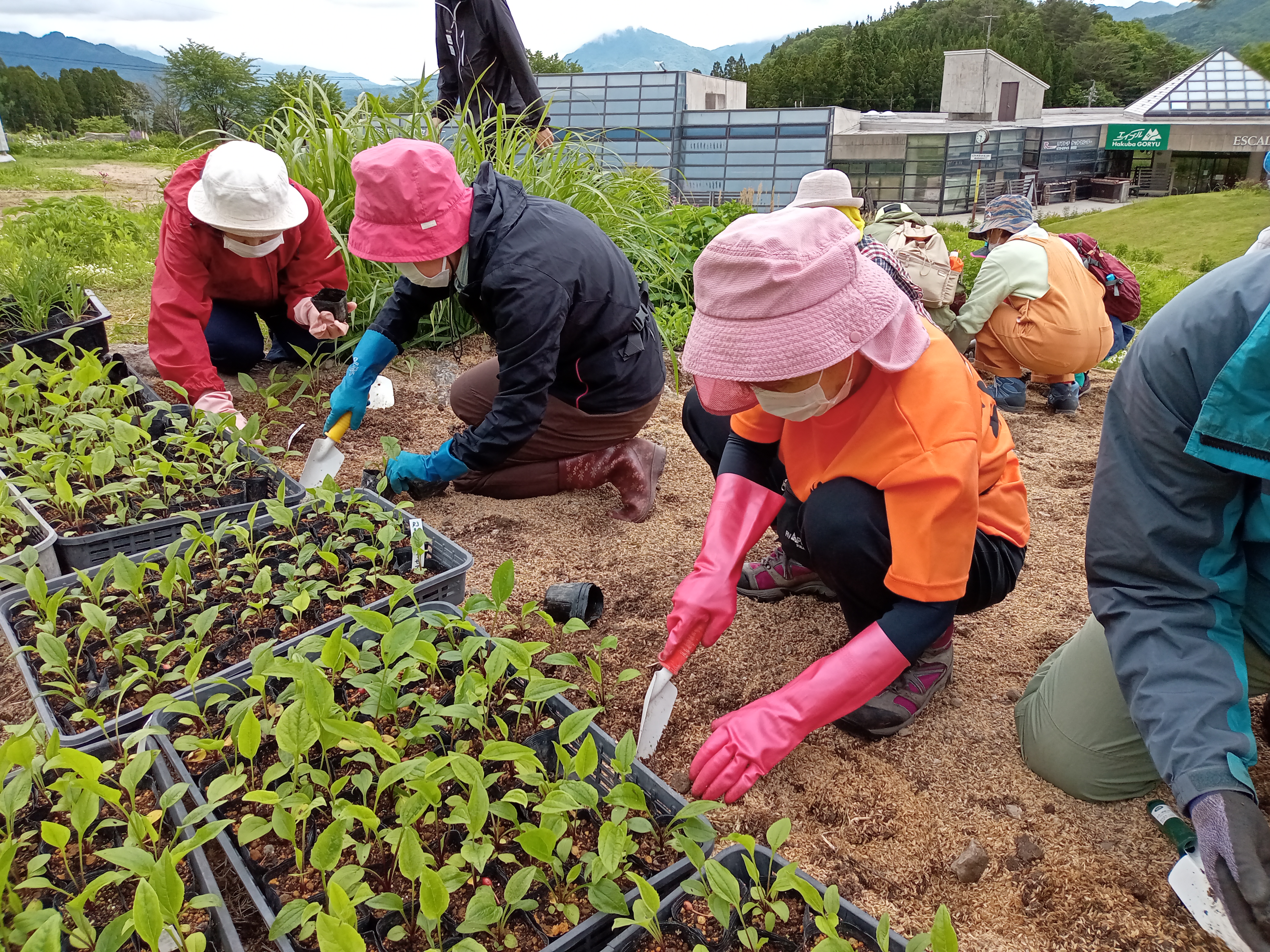 信州白馬山麓田舎暮らし：6月の植栽体験様子