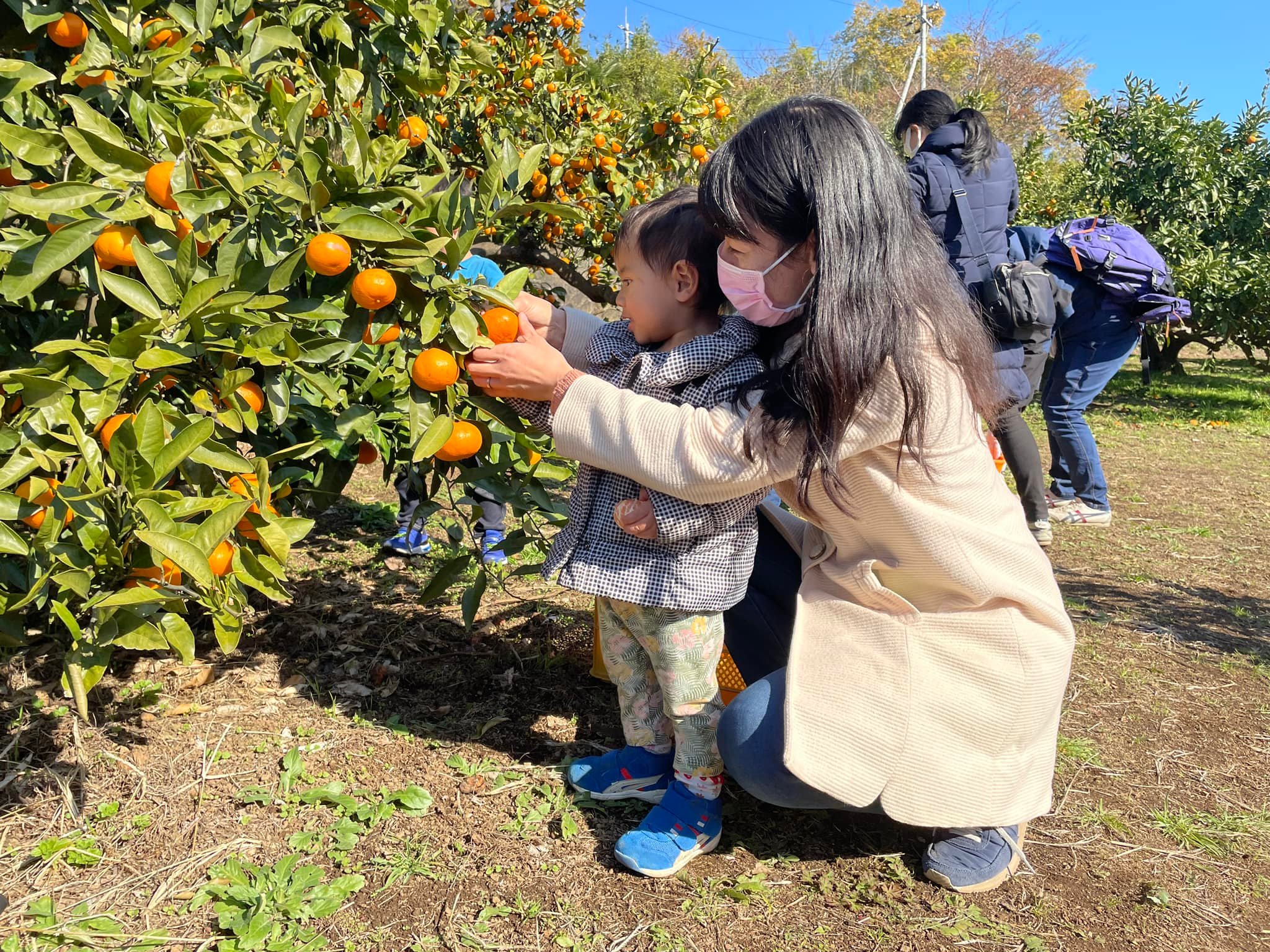 大井町みかん狩り2.jpg