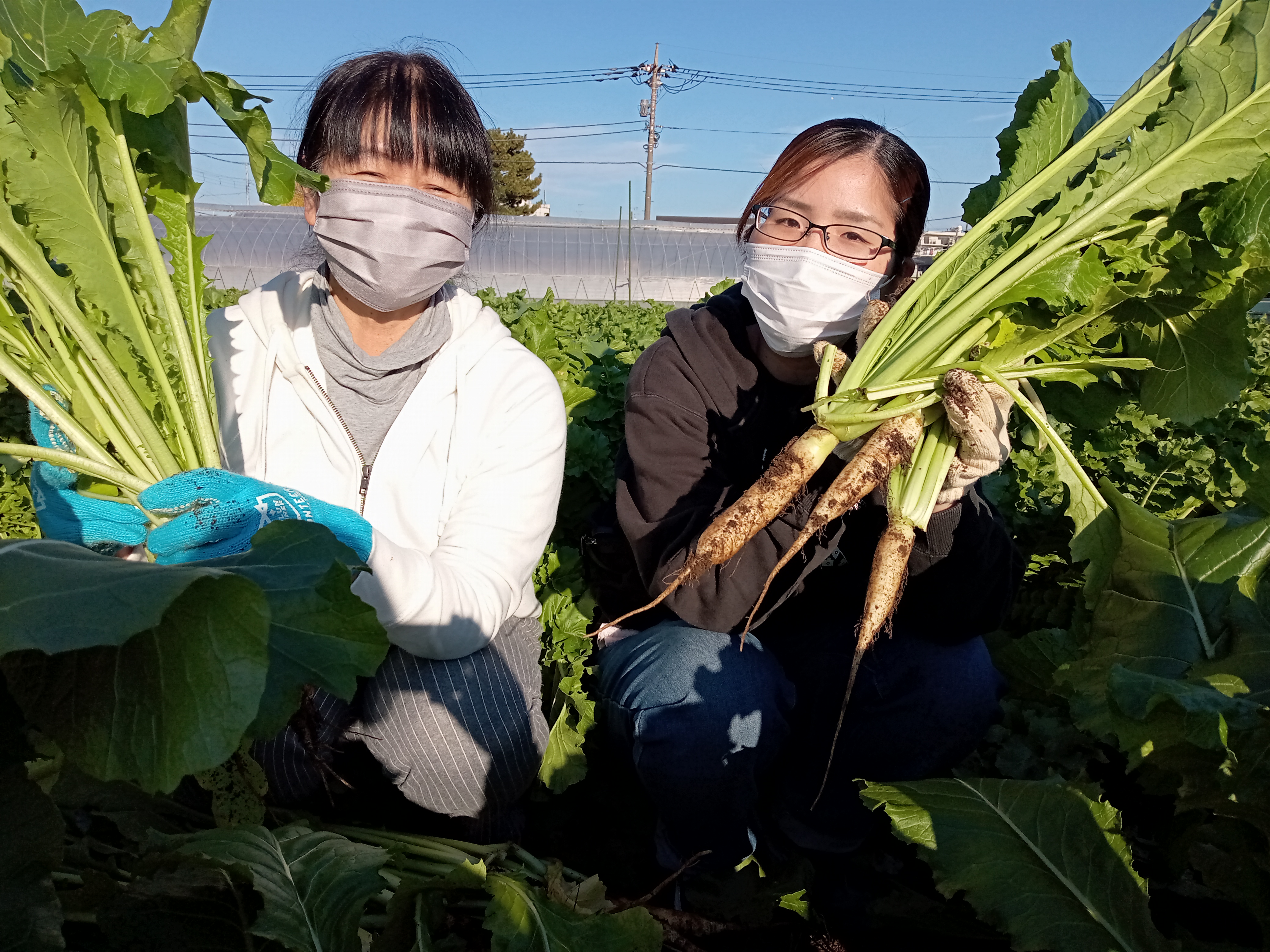 江戸東京野菜_収穫.jpg