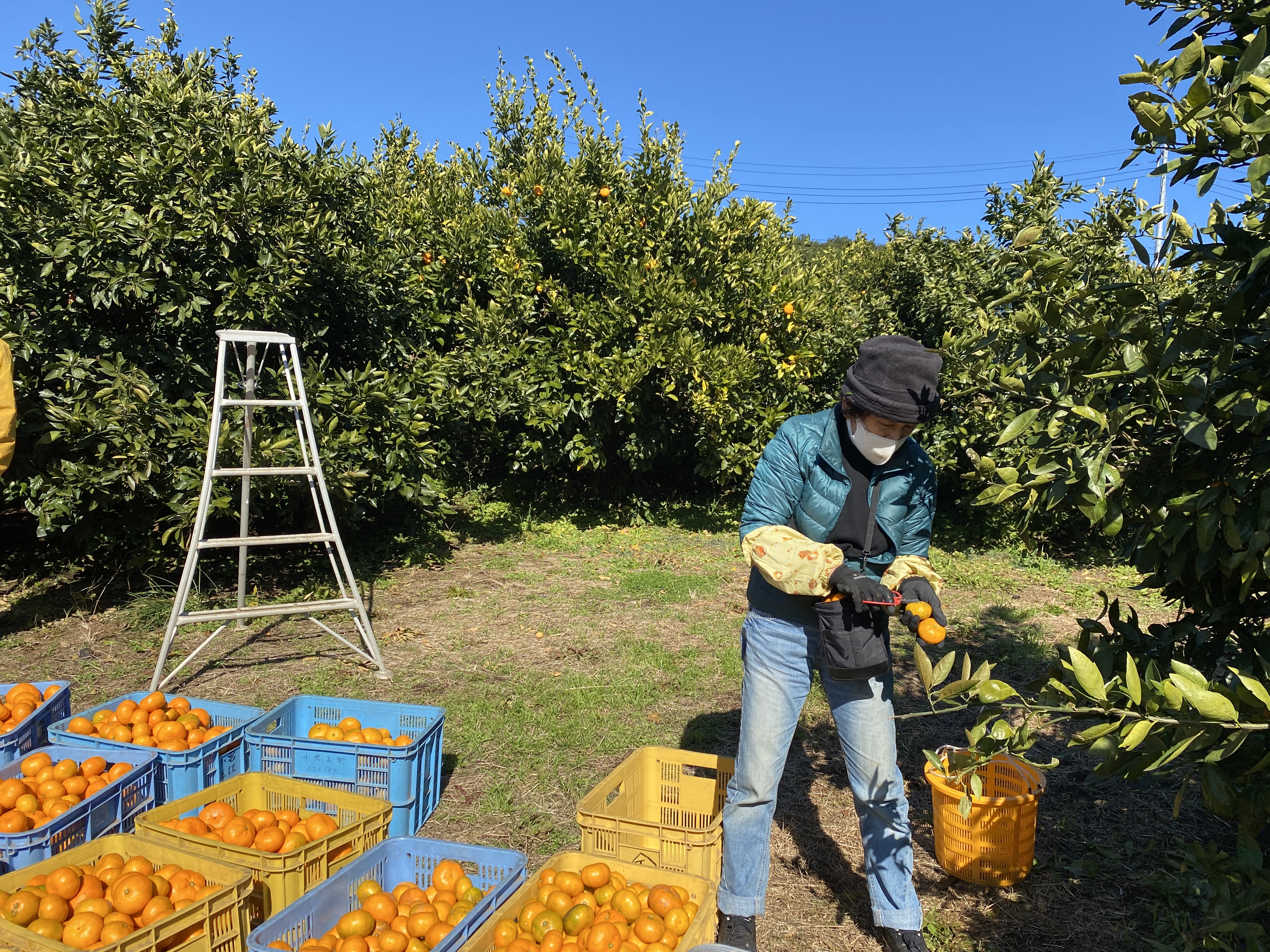 大井町みかん援農IMG_0422