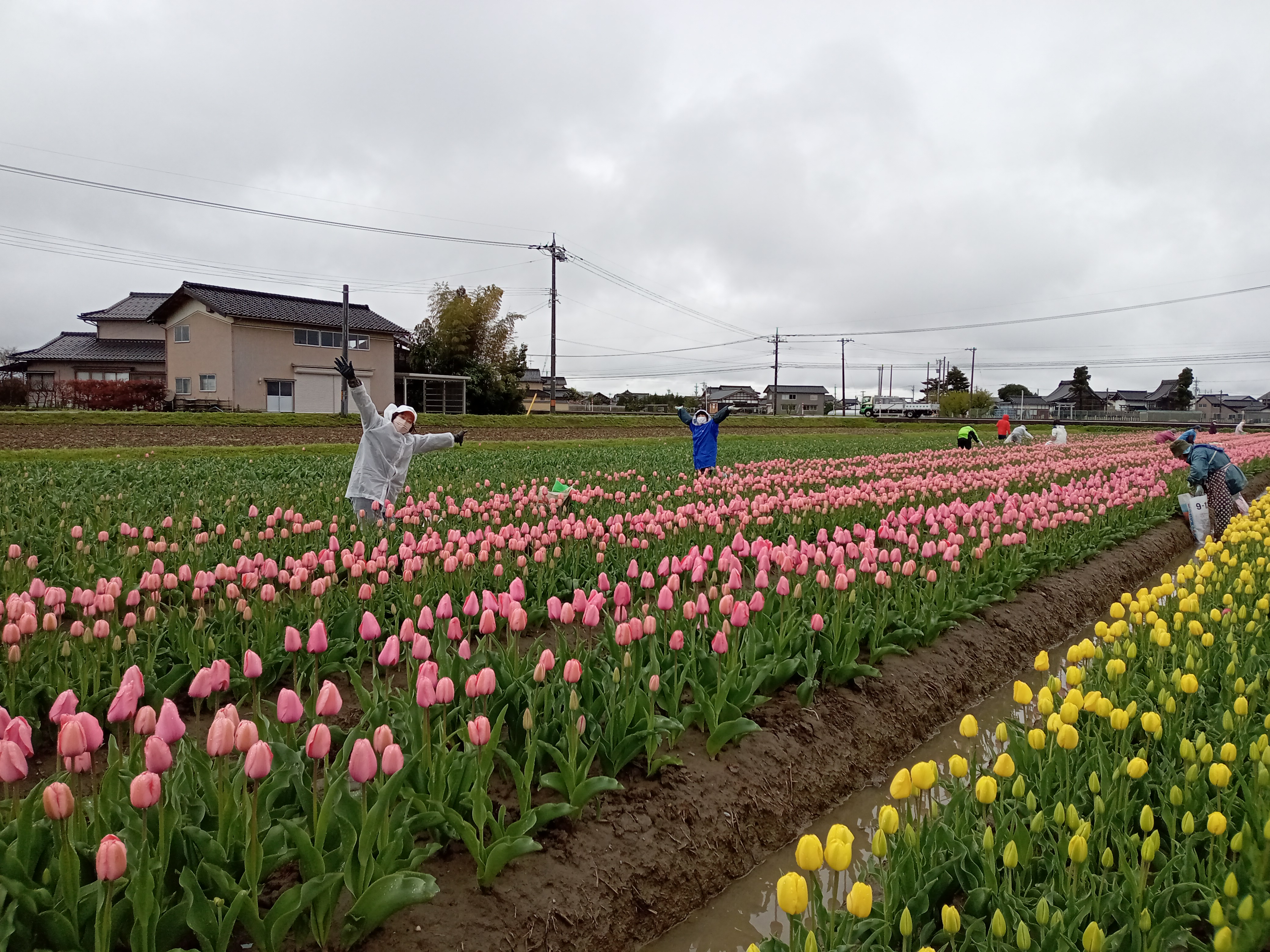 チューリップ圃場