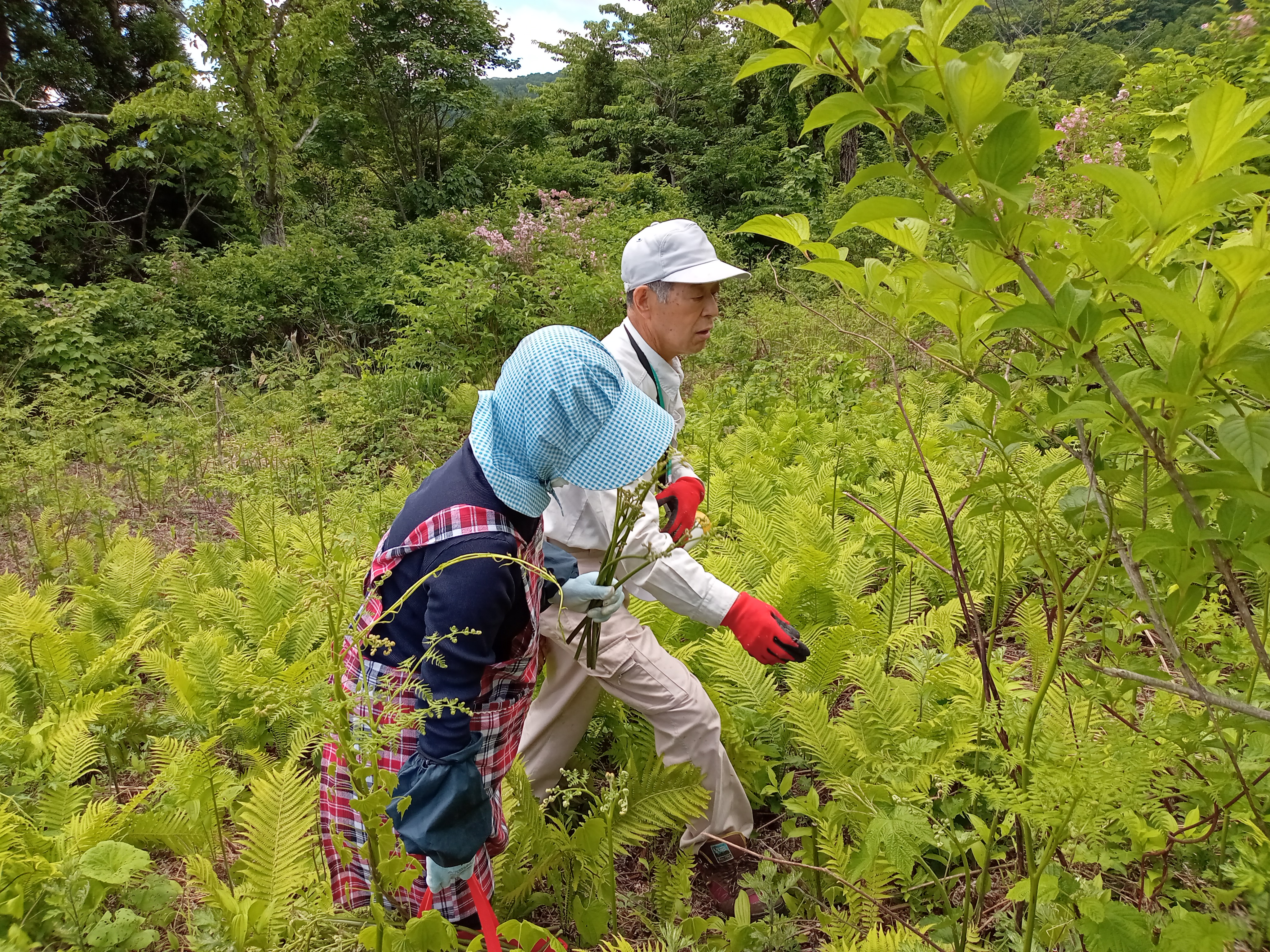 山菜狩り_長野県小谷村