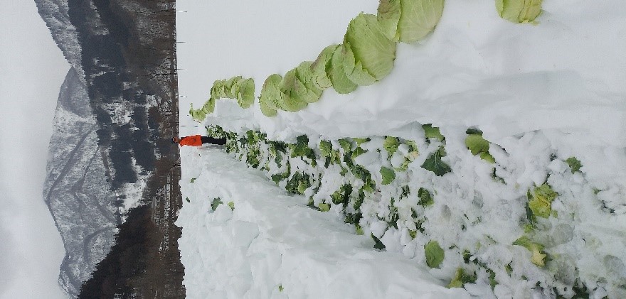 雪中キャベツ畑_提供