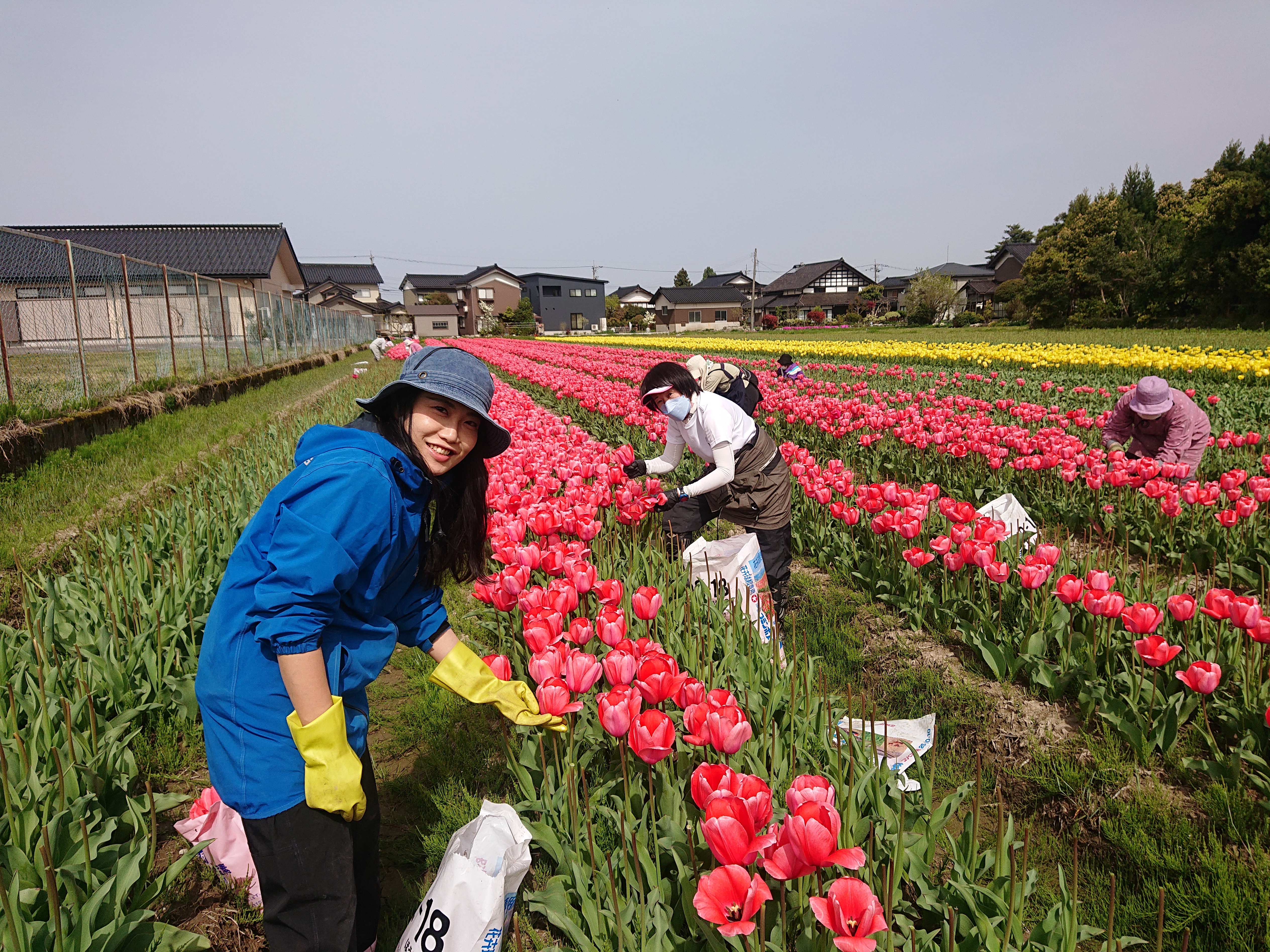 4月チューリップ花摘み作業（2023）DSC_3880.jpg