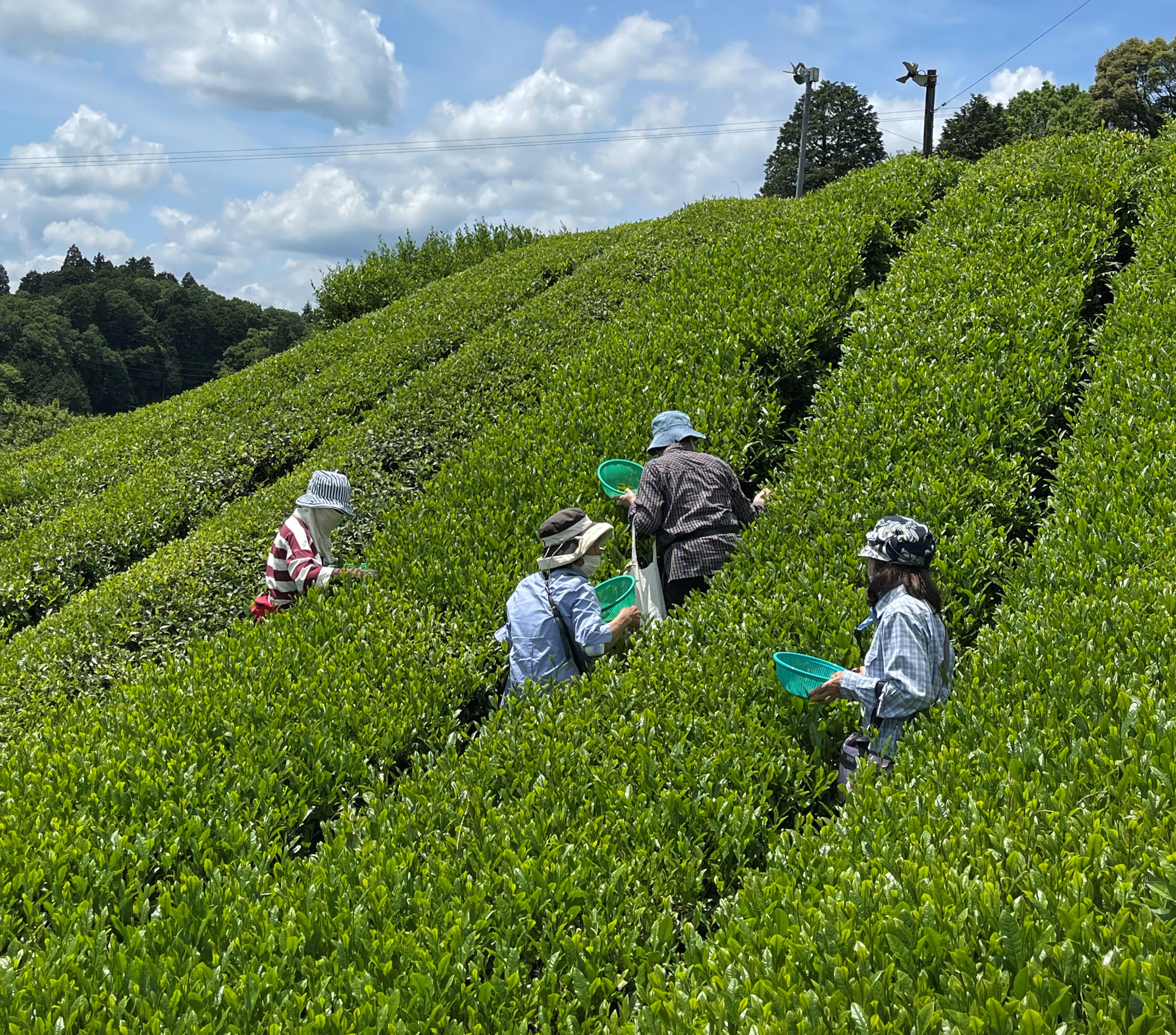 月ヶ瀬お茶 摘み取り