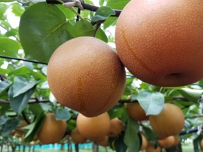 にっこり梨(提供：山口果樹園）