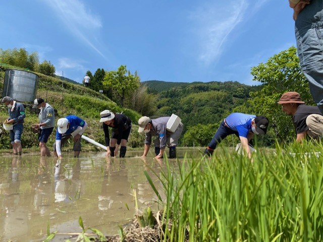 田植え