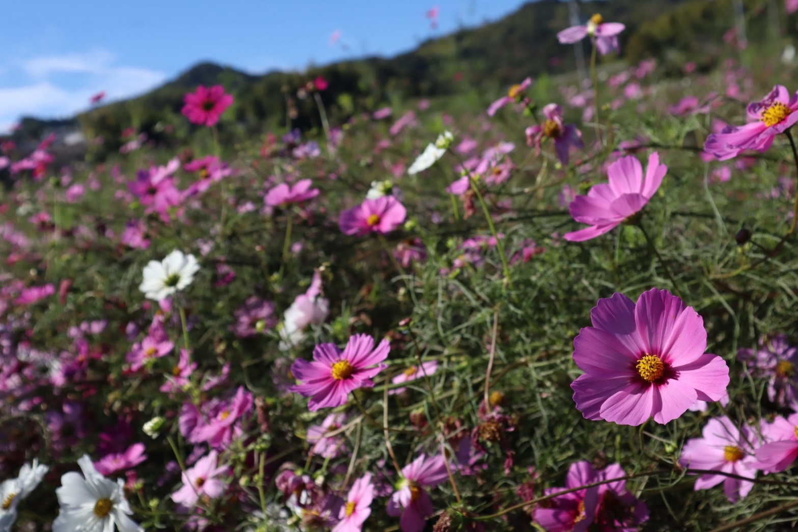 提供_独歩ファーム0910_04