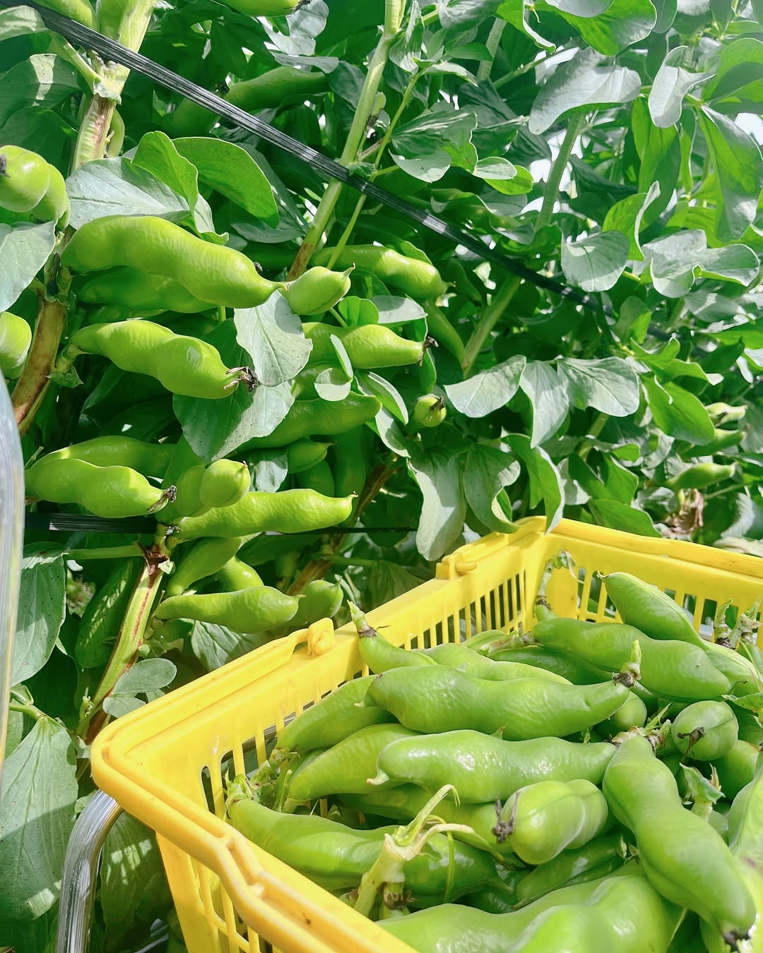 河内一寸そら豆