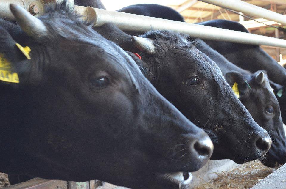 20260109ビジット奈義提供_牧場02イメージ