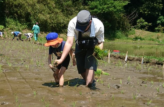 田植え体験