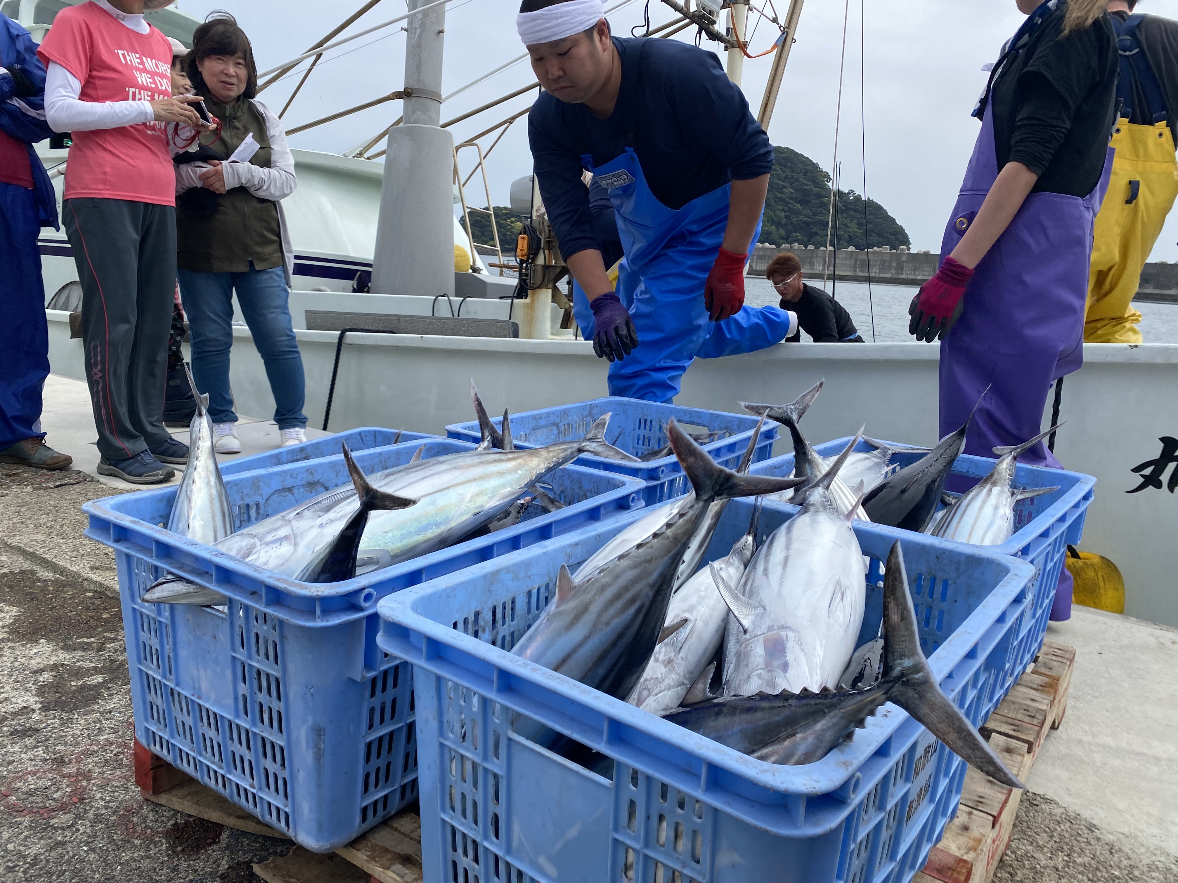 一本釣りかつおの水揚げ