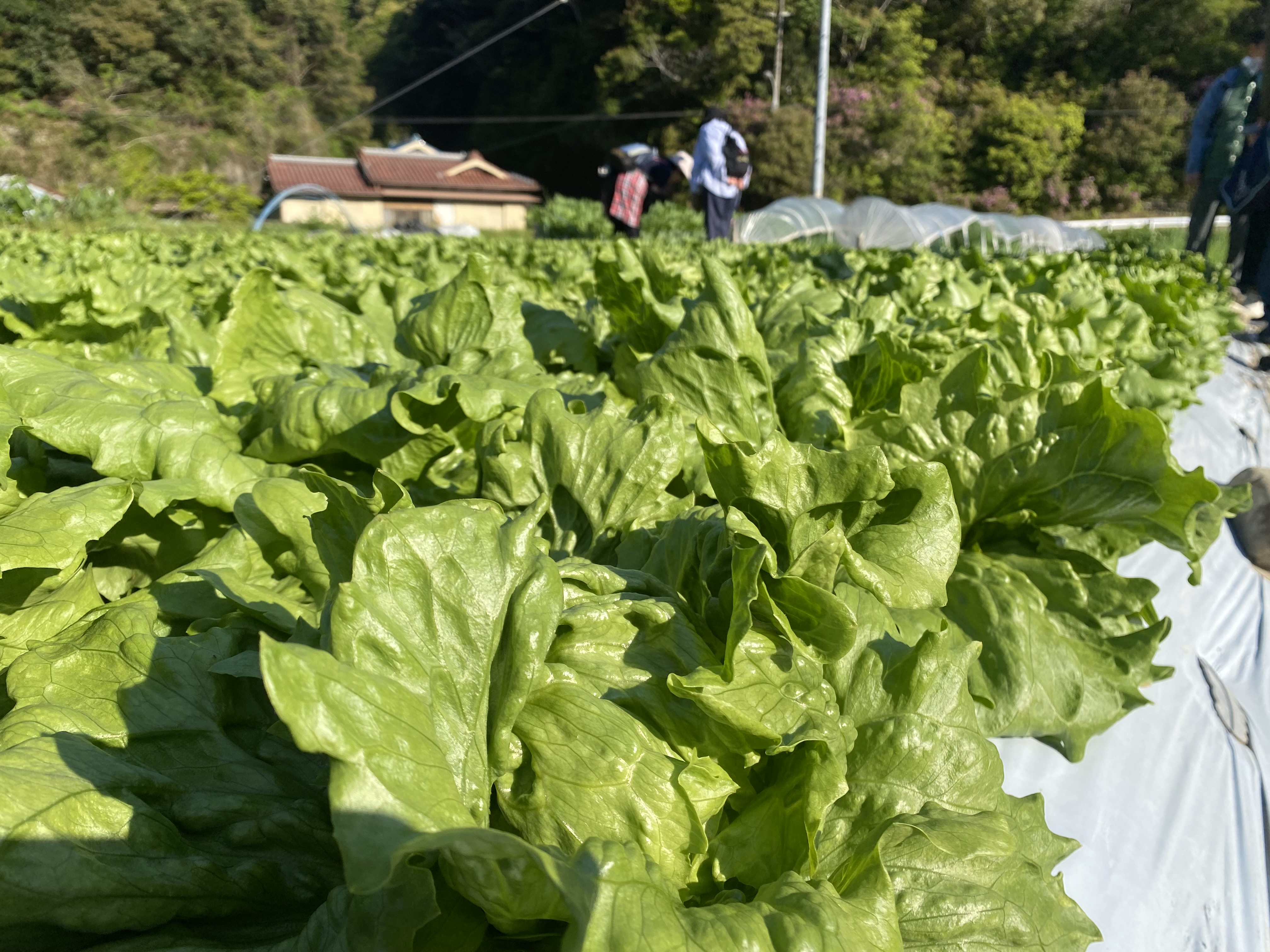 里山で野菜収穫