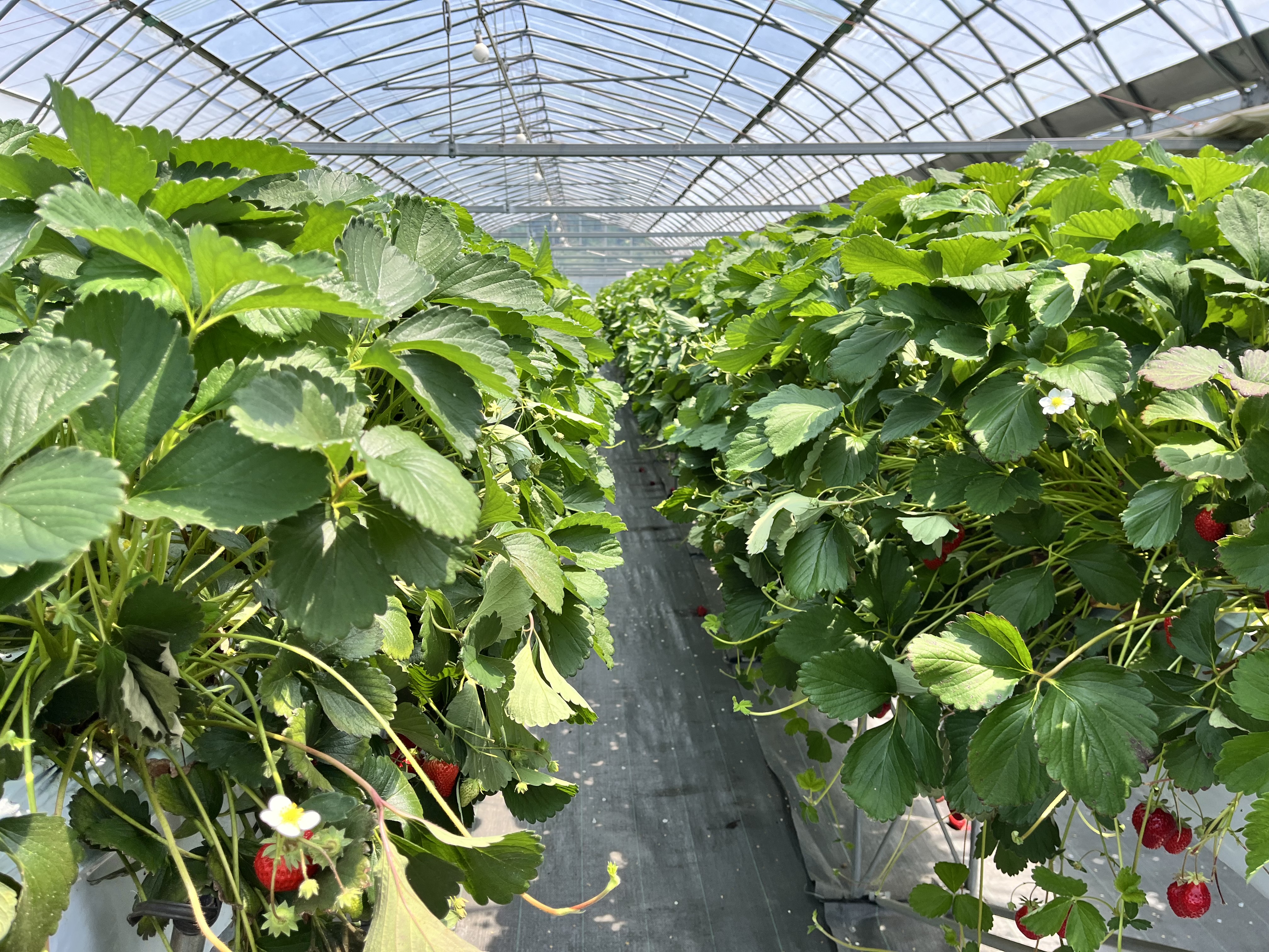 三武農園片付け前